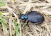 Majka (Brouci), Meloe decorus (Coleoptera)
